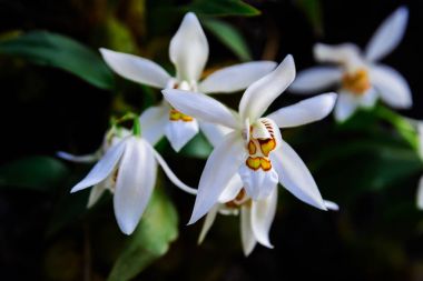 Coelogyne nitida (duvar. MSS.) Lindl.