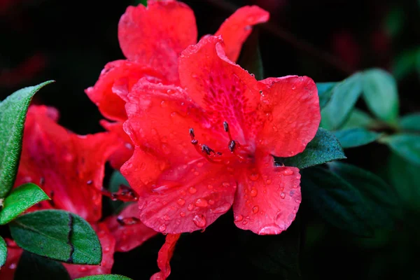 Hybrid Azalia (Rhododendron hybridum) — Stock Photo, Image