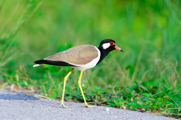 Red-wattled Lapwing Vanellus indicus. — Stock Photo, Image