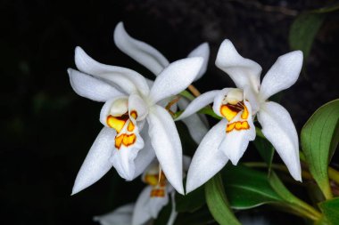 Coelogyne nitida (duvar. MSS.) Lindl.
