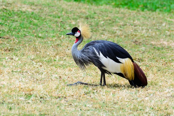 Grijze gekroonde kraan. — Stockfoto