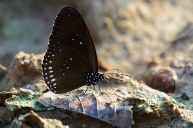 Butterflie topraklarında kapatın.