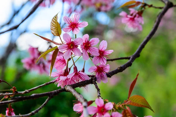 Prunus cerasoides or Wild Himalayan Cherry. — Stock Photo, Image