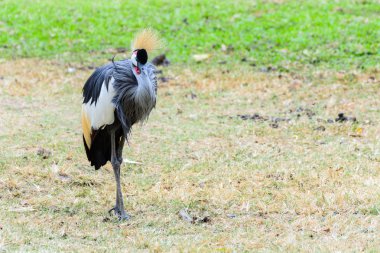 gri taç vinçGrulla coronada gris.