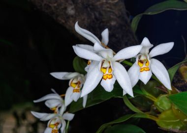 Coelogyne nitida (duvar. MSS.) Lindl.
