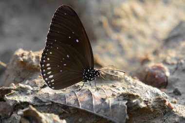 Butterflie topraklarında kapatın.