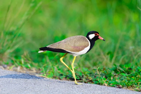 Kız kuşu Vanellus indicus kırmızı wattled. — Stok fotoğraf