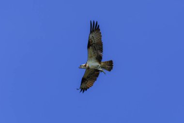 Sorguç, Sea hawk, Balık kartalı (Pandion haliaetus)