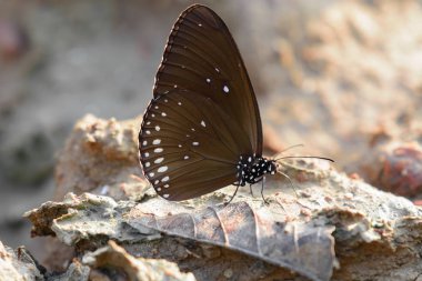 Butterflie topraklarında kapatın.