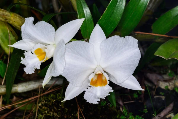 Infundíbulo Dendrobium Lindl, Orchidaceae. — Fotografia de Stock