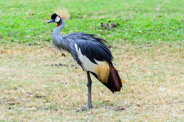 Gri taç vinçGrulla coronada gris. — Stok fotoğraf