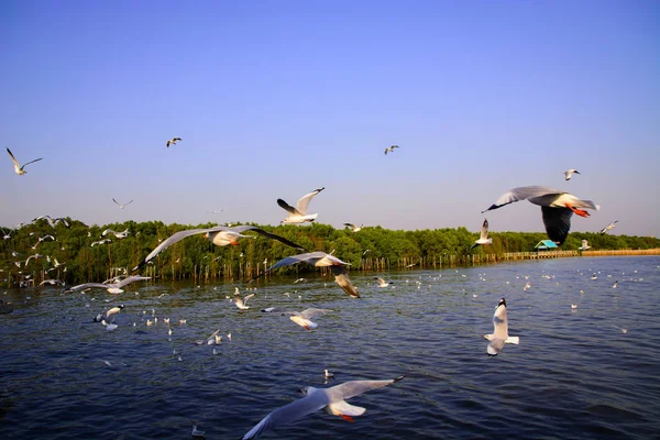 Möwe fliegt auf dem Meer. — Stockfoto