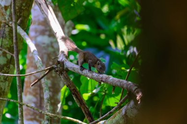Gri karınlı sincap (Callosciurus caniceps) 