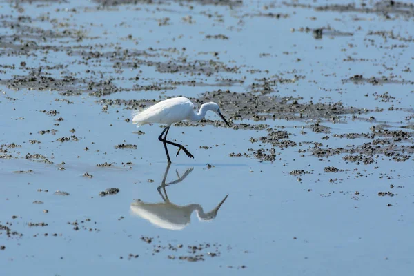 Aigrette chinoise Egretta eulophotes . — Photo