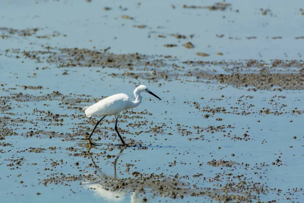 Aigrette chinoise Egretta eulophotes . — Photo