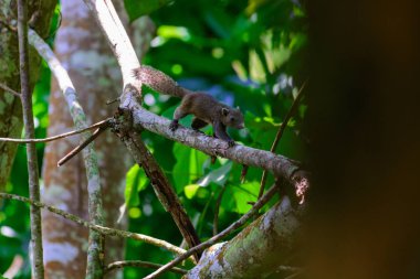 Gri karınlı sincap (Callosciurus caniceps) 
