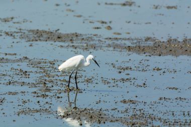 Çin ak balıkçıl Egretta eulophotes.