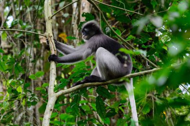 Gölgeli yaprak maymun, gölgeli langur, gözlüklü langur.