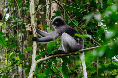 Gölgeli yaprak maymun, gölgeli langur, gözlüklü langur.