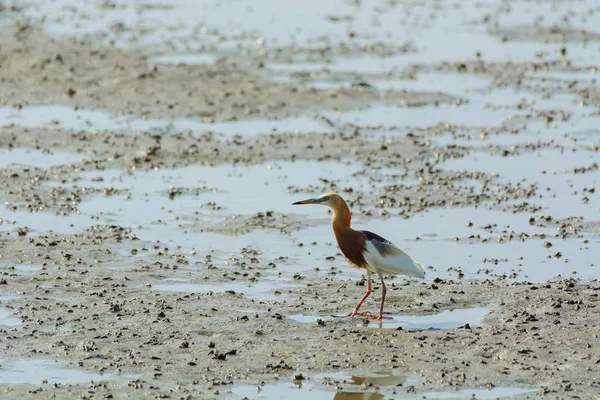 Chinese vijver Heron Ardeola bacchus. — Stockfoto