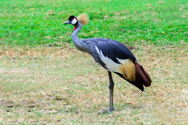 Grey crowned crane. Stock Image