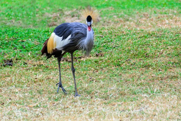 Grey crowned crane. — Stock Photo, Image