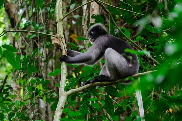 Dämmerige Blattaffe, dämmerige Langur, Brillenlangur. — Stockfoto