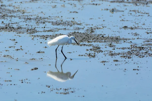 Egret chinês Egretta eulophotes . — Fotografia de Stock