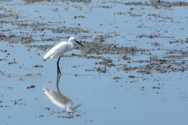 Çin ak balıkçıl Egretta eulophotes.