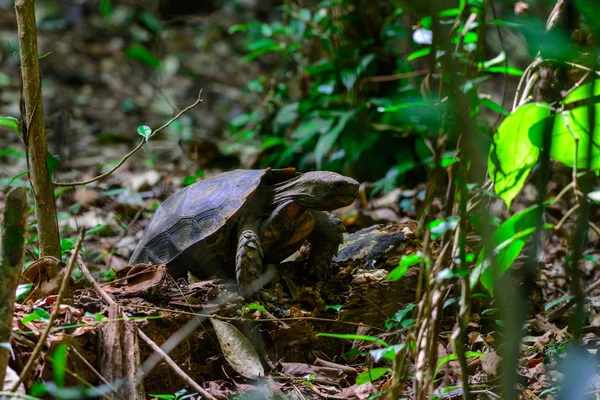 Manouria emys phayei(Biyth,1853) or Asian Giant Tortoise. — Stock Photo, Image