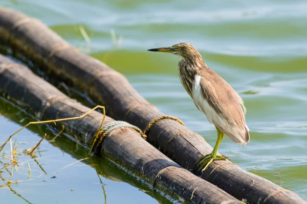 Lagoa Chinesa Heron Ardeola bacchus . — Fotografia de Stock