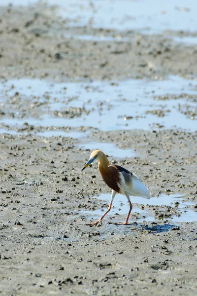 Lagoa Chinesa Heron Ardeola bacchus . — Fotografia de Stock