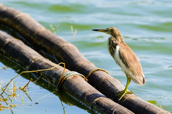 Lagoa Chinesa Heron Ardeola bacchus . — Fotografia de Stock