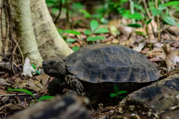 Manouria emys phayei(Biyth,1853) or Asian Giant Tortoise. — Stock Photo, Image