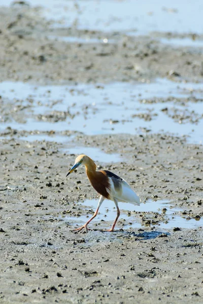 Lagoa Chinesa Heron Ardeola bacchus . — Fotografia de Stock