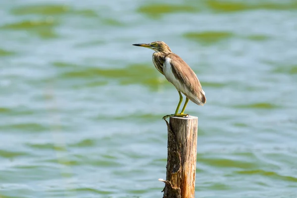 Lagoa Chinesa Heron Ardeola bacchus . — Fotografia de Stock