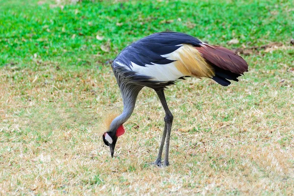 Grijze gekroonde kraan. — Stockfoto