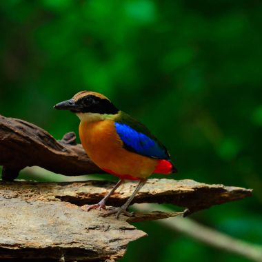 The blue-winged pitta (Pitta moluccensis). clipart