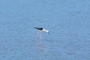 Kara kanatlı Stilt, Himantopus himantopus.