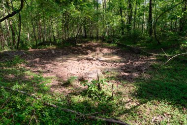 Manda veya iç Asya su aygırı.