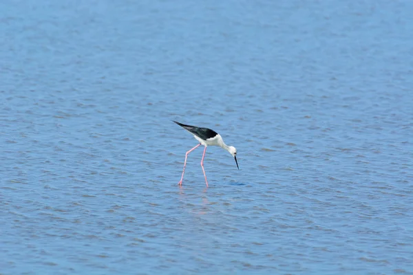 Stilt de asas negras, Himantopus himantopus. — Fotografia de Stock