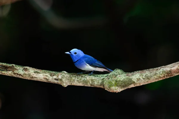 Zwart-naped Monarch, wetenschappelijke naam: Hypothymis azurea, familie — Stockfoto