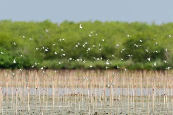 Schwarm von Ufervögeln fliegt — Stockfoto