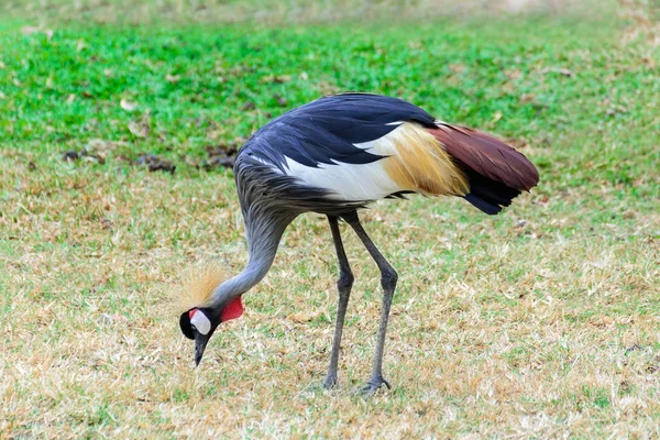 Grijze gekroonde kraan. — Stockfoto