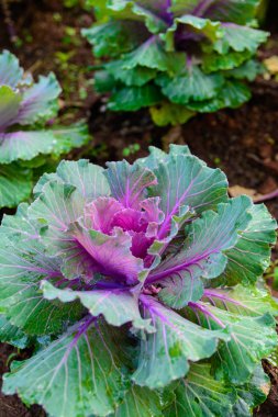 Kadar yakın çiftlik alan çiftçi lahana.