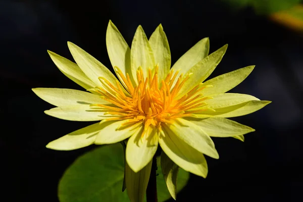 Hermoso loto amarillo . — Foto de Stock