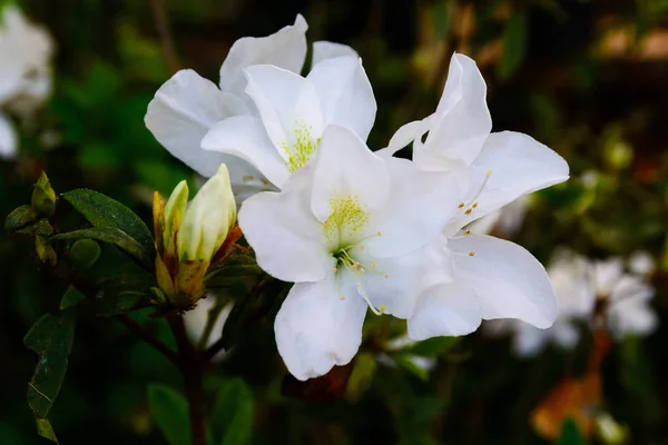 Tudományos név: Rhododendron moulmeinense horog, családi név : — Stock Fotó