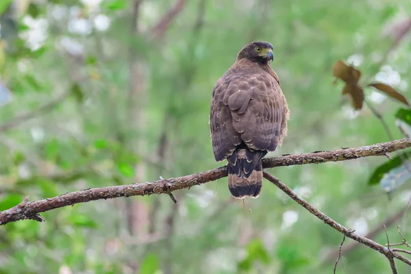 Brown Boobook