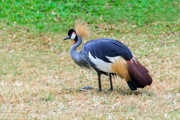 Grijze gekroonde kraan. — Stockfoto