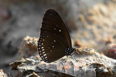 Butterflie topraklarında kapatın.